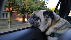 Illustration : Comment réagir lorsque vous voyez un chien bloqué dans une voiture en plein soleil ?