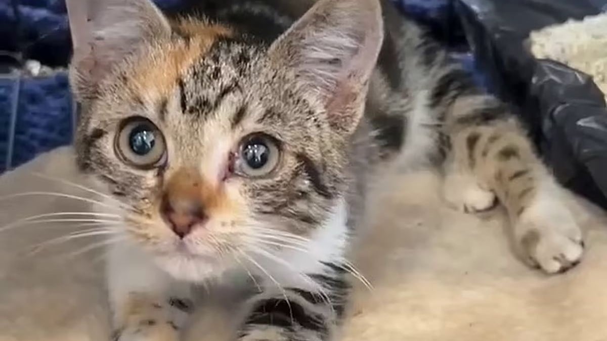 Illustration : "Grande mobilisation pour sauver un chaton caché dans un drain depuis 5 jours et menacé par des pluies torrentielles"