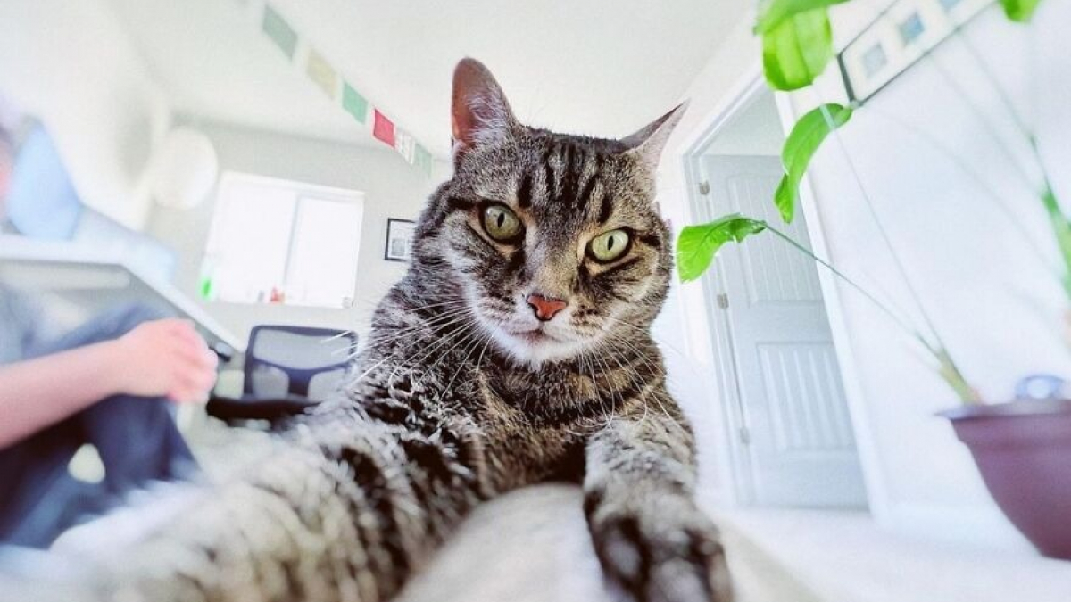 Illustration : "14 selfies de chats hilarants et adorables"
