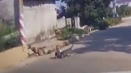 Illustration : La vidéo touchante d’un chat qui sauve un bébé laissé sans surveillance sur la route