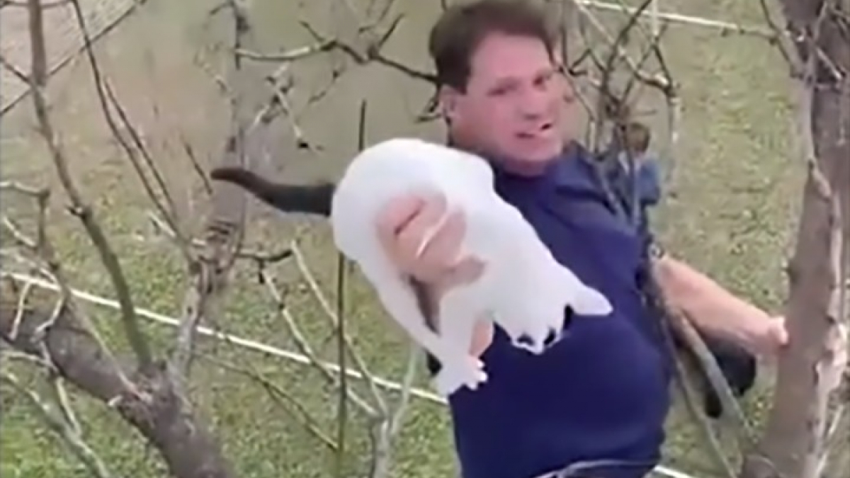 Illustration : "Un journaliste argentin sauve son chat perché en haut d’un arbre et devient le héros de ses enfants (vidéo)"