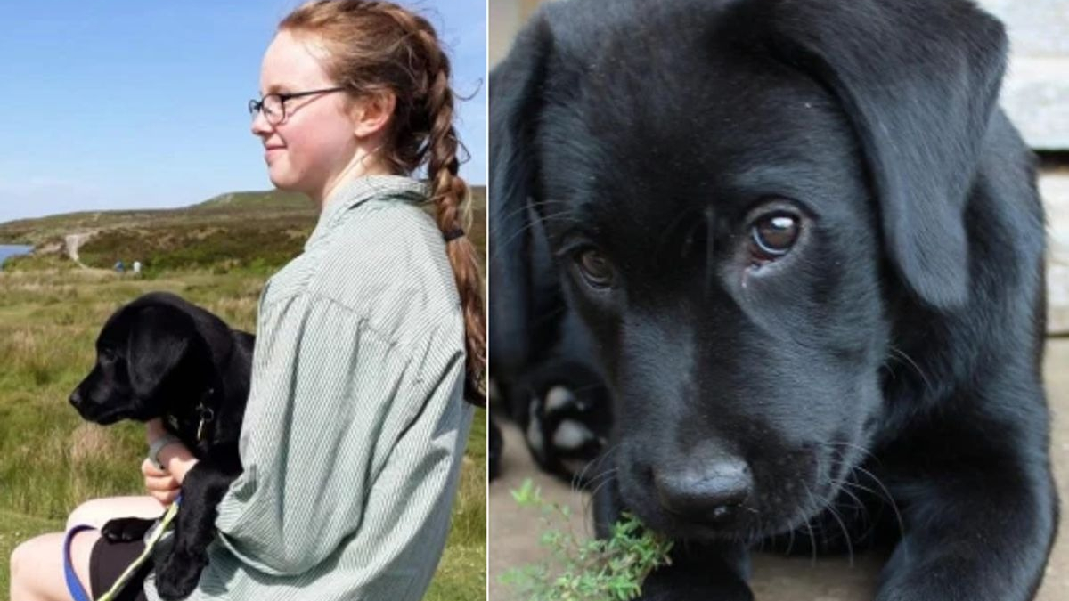 Illustration : "A 19 ans, elle devient l'une des plus jeunes éducatrices de chien guide d'aveugle au monde"