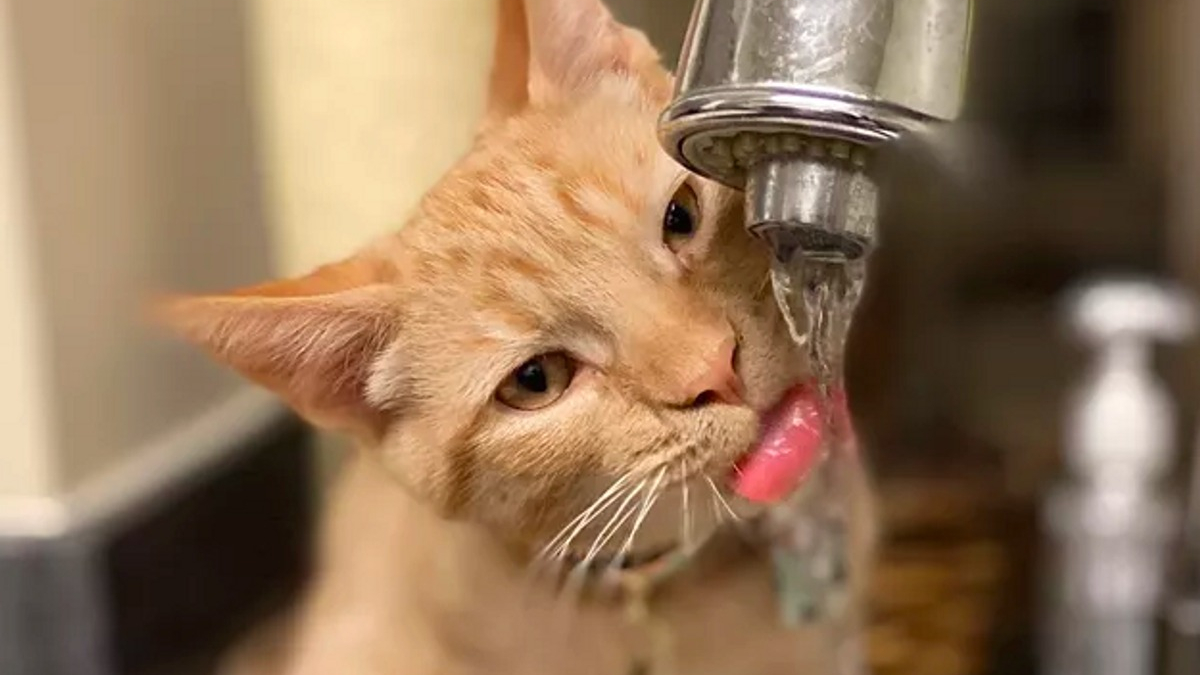 Illustration : "14 chats qui prennent à revers le mythe affirmant que les chats n'aiment pas l'eau"