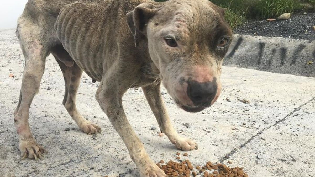 Illustration : "La métamorphose de Coco, un chien découvert cachectique et couvert de puces au bord d'une rivière"