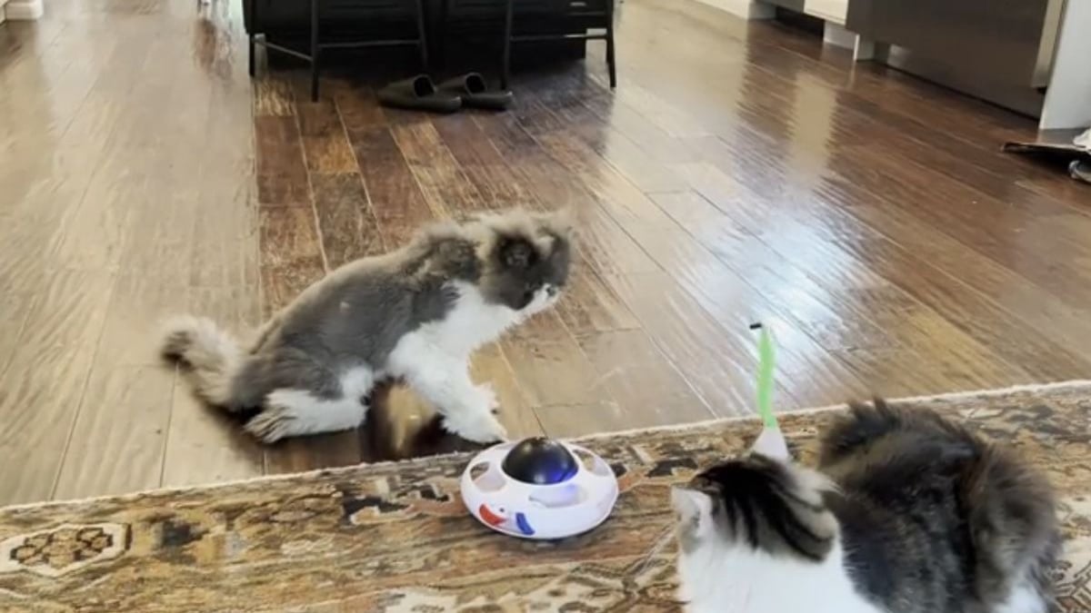 Illustration : "L'adorable réaction d'un chat sénior qui n'a plus joué depuis 2 ans en découvrant son nouveau jouet (vidéo)"
