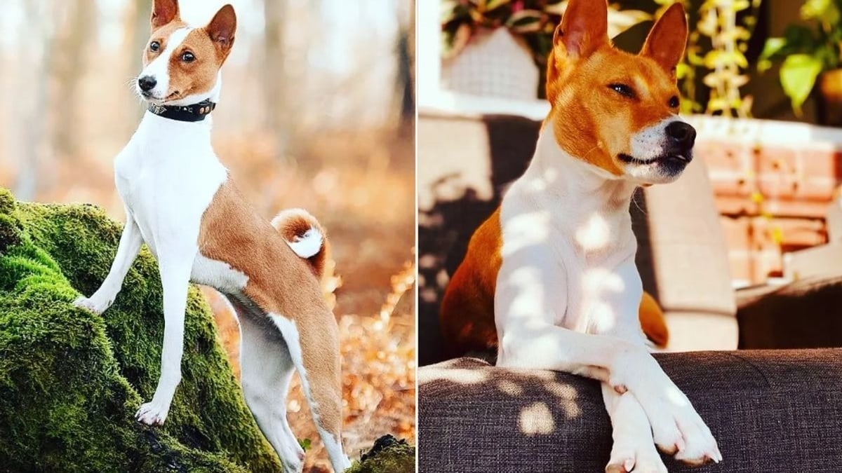 Illustration : "17 photos pour mieux connaître le Basenji, un chien unique au cri caractéristique"