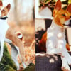 Illustration : 17 photos pour mieux conna&icirc;tre le Basenji, un chien unique au cri caract&eacute;ristique