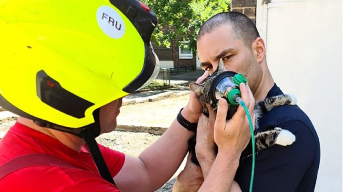 Illustration : "Les premiers masques à oxygène conçus spécialement pour les animaux ont permis de sauver un chat d’un incendie"