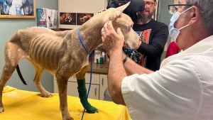 Illustration : Une chienne maigre et aux multiples problèmes de santé prise en charge par une association