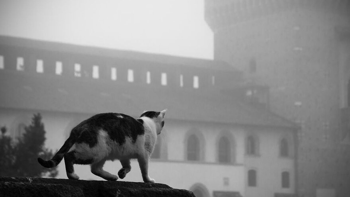 Illustration : "8 superbes photos de chats qui ont élu domicile dans un célèbre château de la Renaissance"