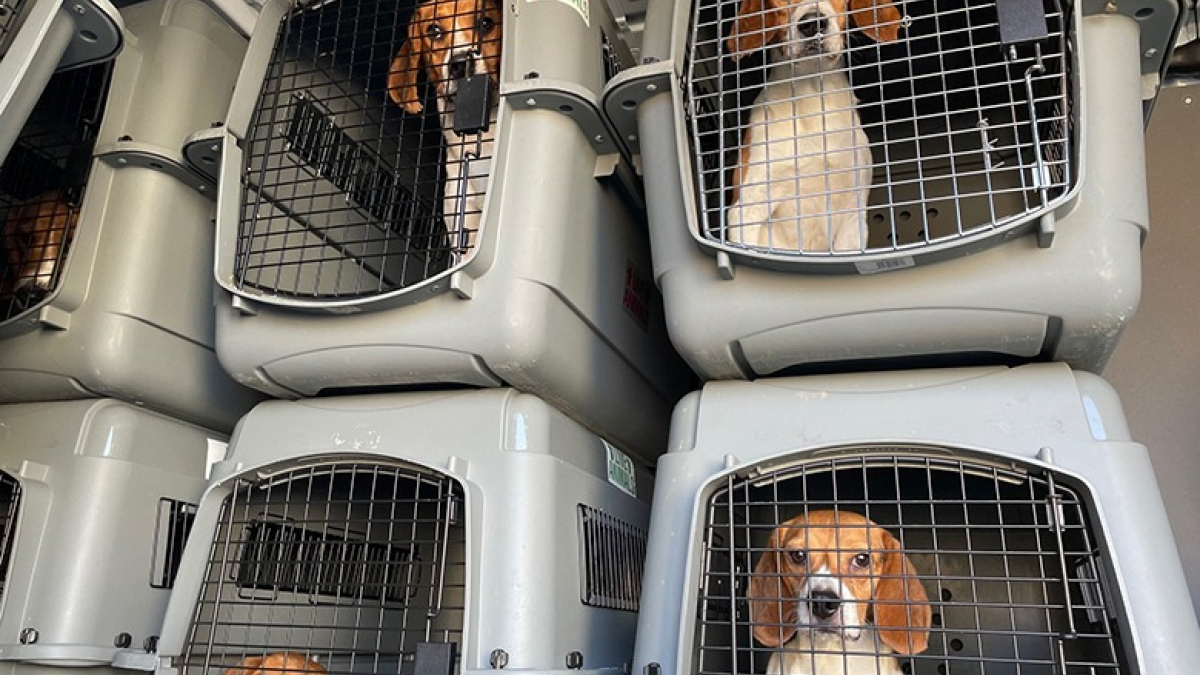 Illustration : "2 sénateurs parviennent à fermer définitivement un élevage de chiens destinés à la recherche : 4 000 Beagles à reloger"
