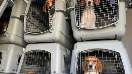 Illustration : 2 sénateurs parviennent à fermer définitivement un élevage de chiens destinés à la recherche : 4 000 Beagles à reloger