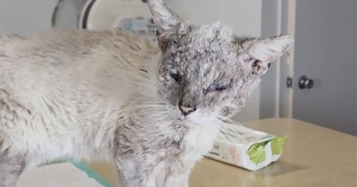 Stray Cat Found With Mange Shows Unparalleled Resilience