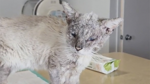 Illustration : Un chat errant retrouvé rongé par la gale fait preuve d’une résilience hors pair