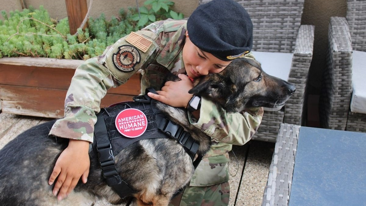 Illustration : "Les retrouvailles, près d'un an après, entre un chien militaire miraculé et sa maîtresse"