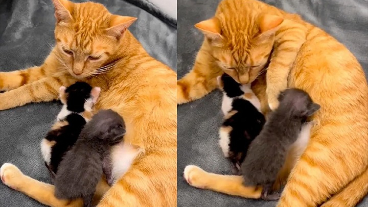 Illustration : "2 chatons orphelins reprennent du poil de la bête grâce à une maman adoptive"