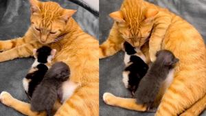 Illustration : 2 chatons orphelins reprennent du poil de la bête grâce à une maman adoptive