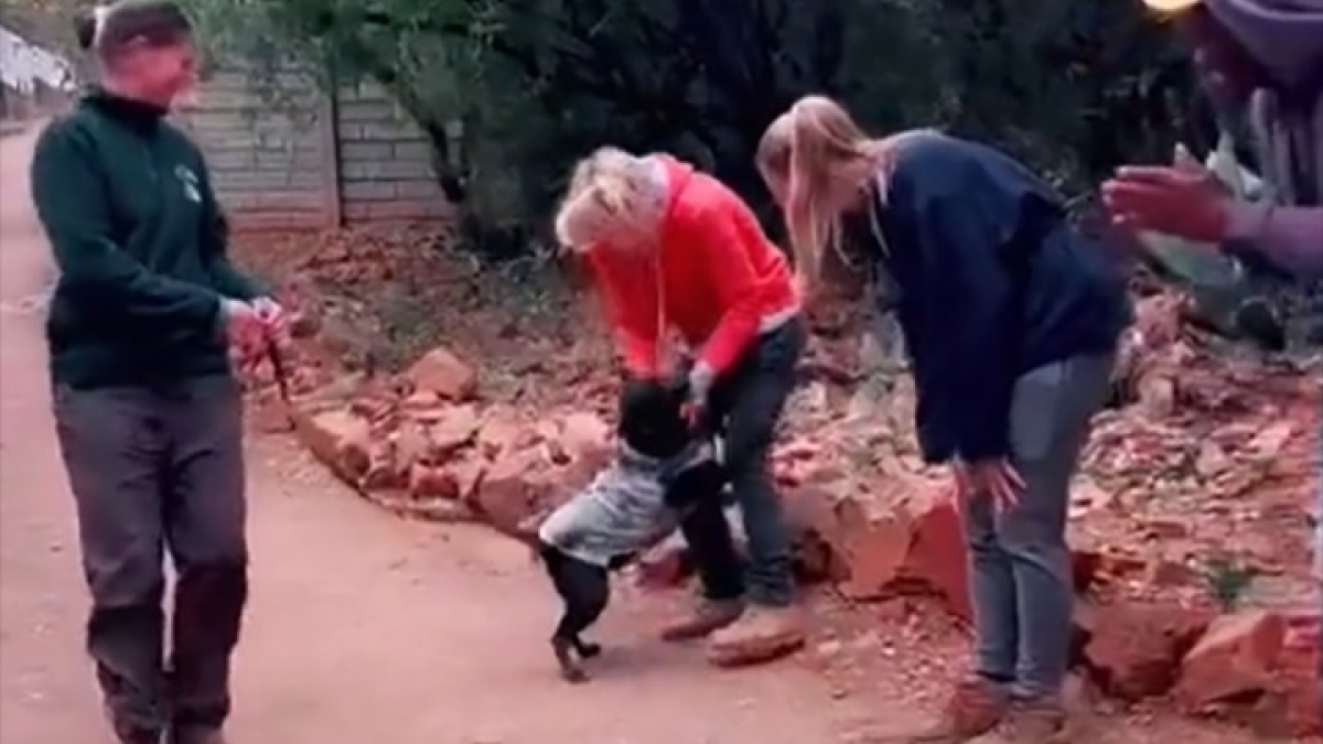 Illustration : "La vidéo émouvante d’un chien qui dit au revoir aux membres du refuge qui ont pris soin de lui durant 6 longues années"
