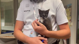 Illustration : Une chatonne abandonnée dans la rue a été adoptée par le commissariat de police du Puy-en-Velay