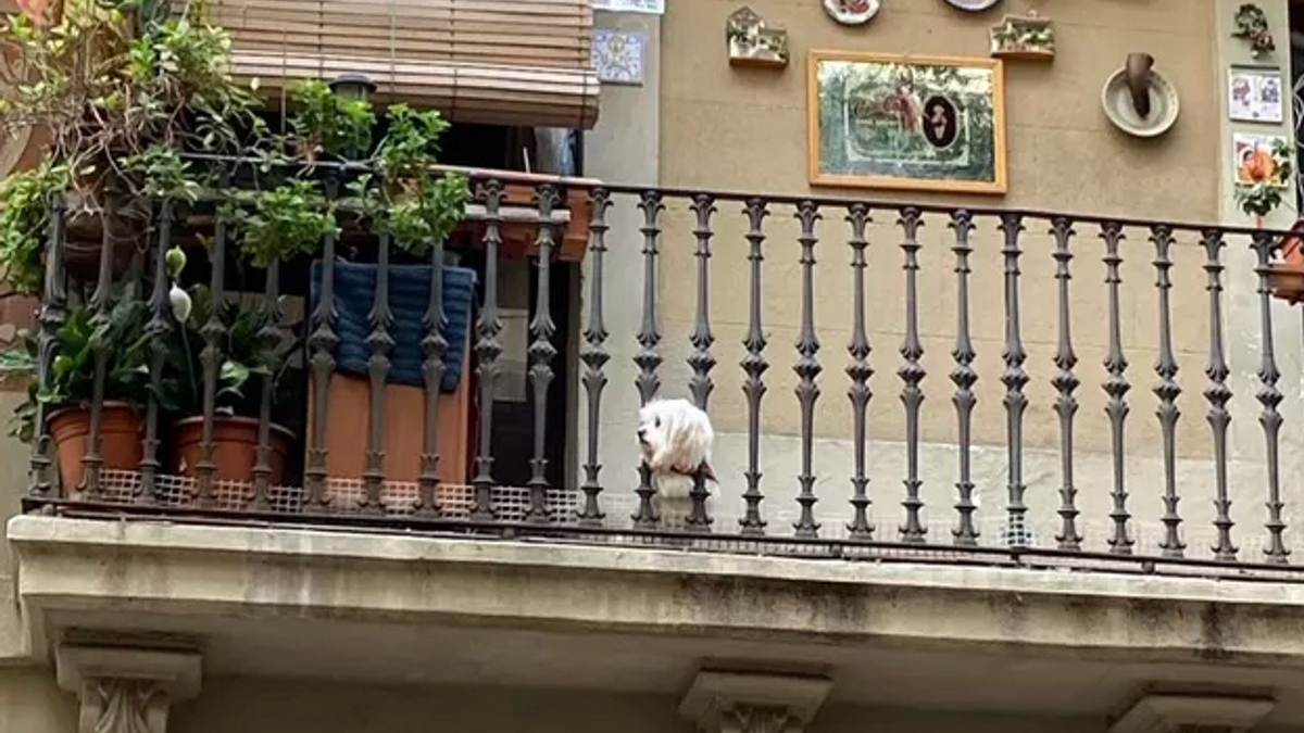 Illustration : "Ces 20 chiens installés sur des balcons surveillent attentivement leur quartier !"