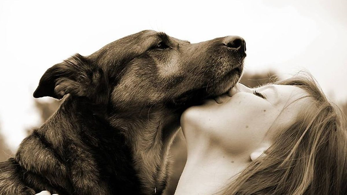 Illustration : "Hommage au chien, meilleur ami de l’Homme, à l’occasion de la Journée internationale de l’Amitié "