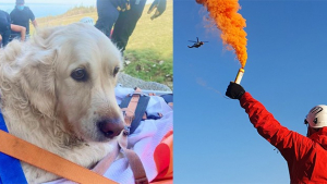 Illustration : Un Golden Retriever secouru en pleine montagne suite à un coup de chaleur lors de la canicule