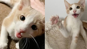 Illustration : Un chaton atteint d’un handicap fait fondre le cœur d’une bénévole du refuge