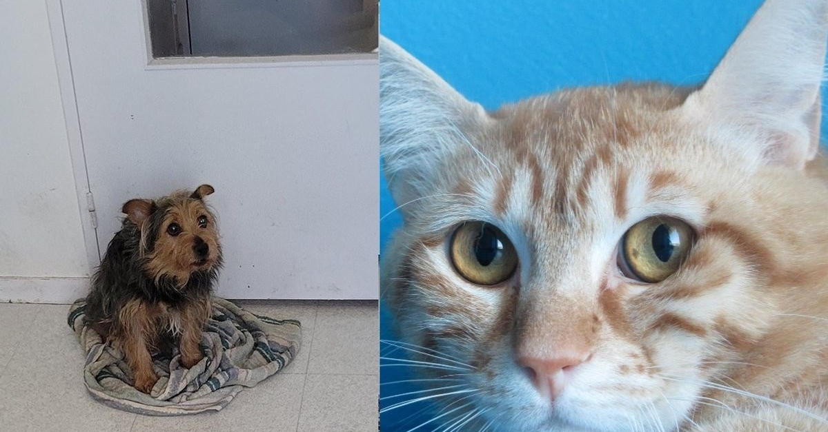 Un Chien Et Un Chat Laisses Seuls Dans Un Appartement Depuis Une Semaine Spa Gendarmes Et Pompiers Interviennent Sanimemoirs