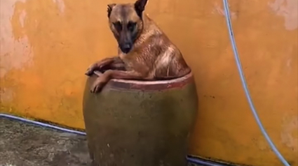 Illustration : Ce Berger Belge Malinois a trouvé une solution originale pour se rafraîchir en pleine canicule (vidéo)