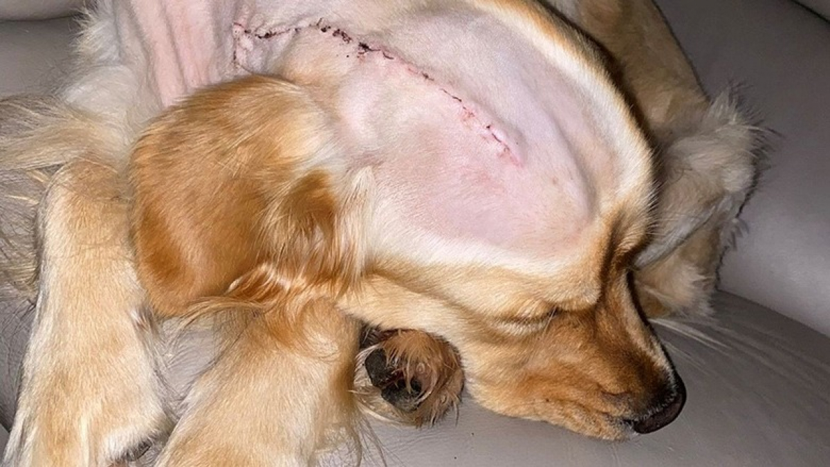 Illustration : "Un chien aveugle sur le point de perdre la vie, sauvé in extremis par une chirurgie lourde"