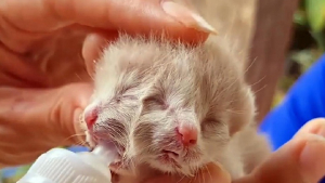 Illustration : Un chaton né avec 2 visages boit du lait par les 2 bouches