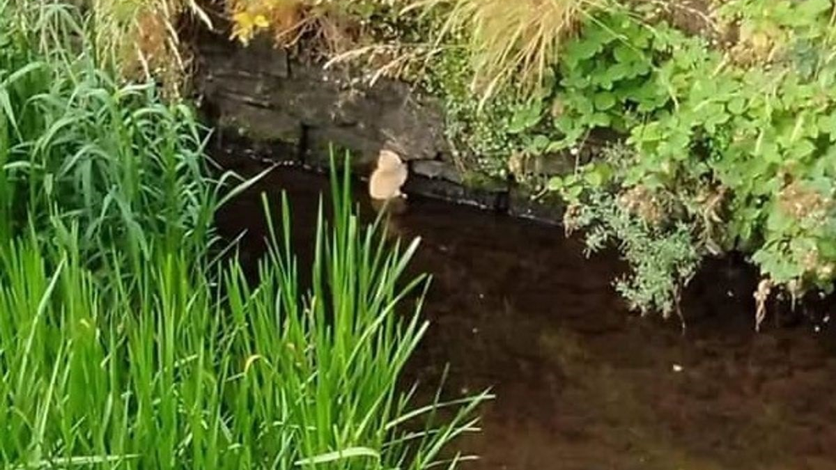 Illustration : "Ils volent au secours d'un chaton piégé dans une rivière et lui cherchent une famille aimante"