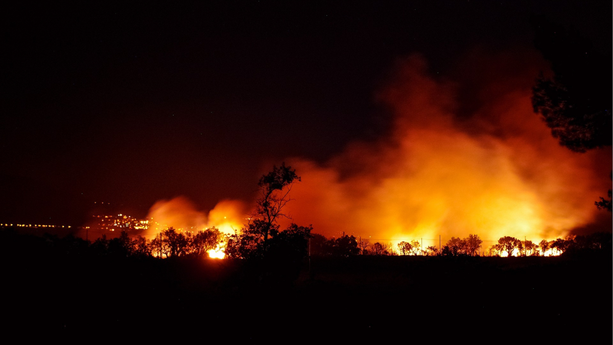 Illustration : "Incendies dans le Sud-Ouest : YouCare et le Label 1 % Pour Les Animaux lancent un projet solidaire de reforestation"