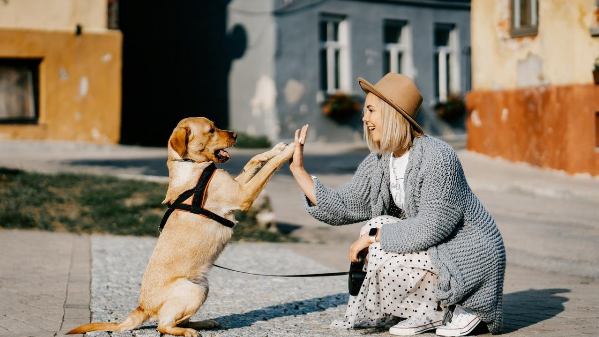 Illustration : "Ces 10 signes montrent que vous êtes une personne à chiens"