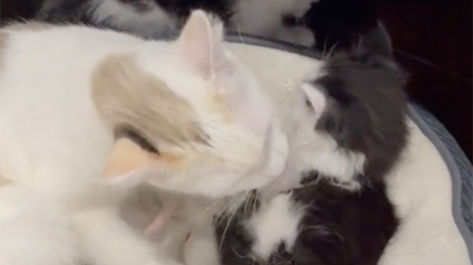 Illustration : Une chatte apeurée arrive au refuge avec ses 2 petits : quelques jours plus tard, c’est la plus câline du groupe