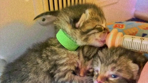 Illustration : Une femme met sa vie entre parenthèses pour sauver 4 chatons de quelques jours d’une mort certaine