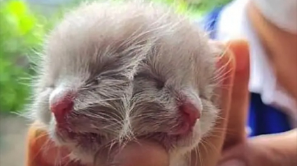Illustration : Le chaton né avec 2 visages qui déjouait les pronostics a malheureusement perdu la vie