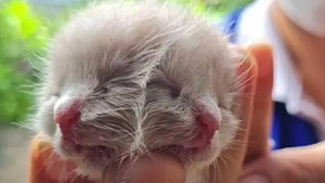 Illustration : Le chaton né avec 2 visages qui déjouait les pronostics a malheureusement perdu la vie