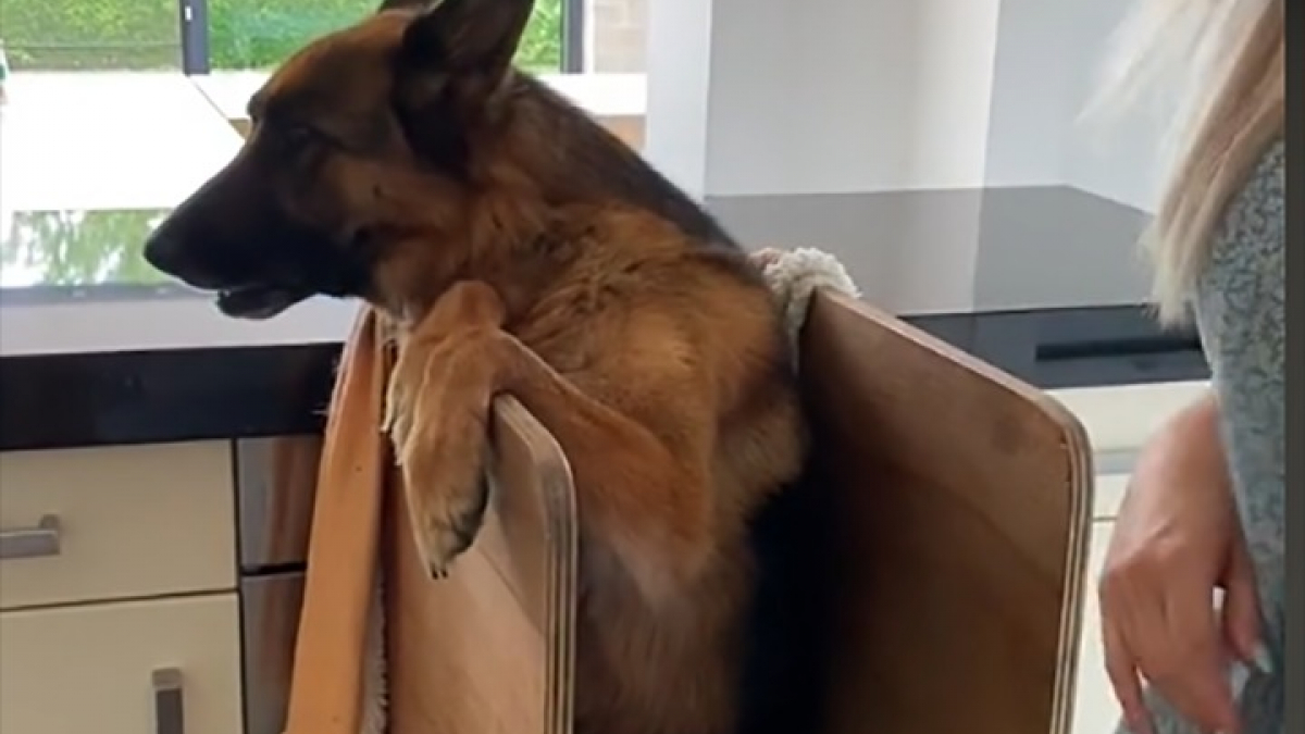 Illustration : "Cette chienne Berger Allemand mange dans une chaise bébé pour une raison bien particulière (vidéo)"