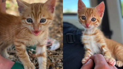 Illustration : Un couple de vacanciers rentre à la maison avec un chaton trouvé seul en bord de route