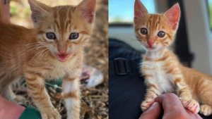 Illustration : Un couple de vacanciers rentre à la maison avec un chaton trouvé seul en bord de route