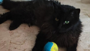 Illustration : Recherche active pour retrouver Leuccio, le chat disparu suite à l’incendie de l’appartement de sa maîtresse