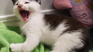 Illustration : Un chaton handicapé abandonné par sa mère sauvage se voit offrir une seconde chance au refuge