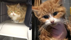 Illustration : Ce chat sauvage se transforme en matou domestique grâce à la bienveillance d’une femme