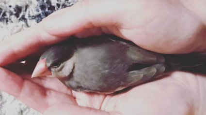 Illustration : « Ouvrons la cage aux oiseaux » : en apprivoisant ses paddas de Java avec amour, cet élevage leur assure une vie de liberté