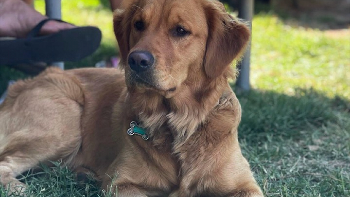 Illustration : "Après une fugue, un dognapping puis un sauvetage, ce Golden Retriever retrouve enfin sa famille"