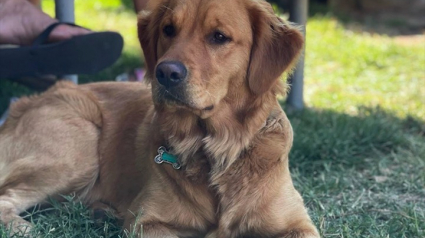 Illustration : Après une fugue, un dognapping puis un sauvetage, ce Golden Retriever retrouve enfin sa famille