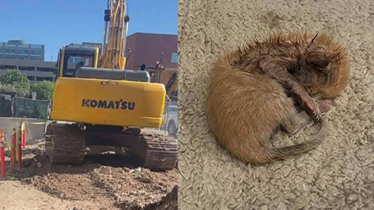 Illustration : "Un chaton de quelques heures coincé dans une pelleteuse sauvé par le chauffeur (vidéo)"