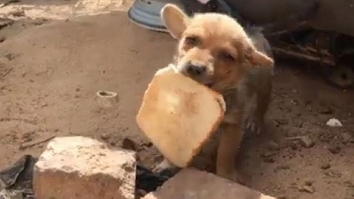 Illustration : "Ce chiot errant transportant son morceau de pain ne sachant pas de quoi sera fait le prochain repas, secouru par une association (vidéo)"