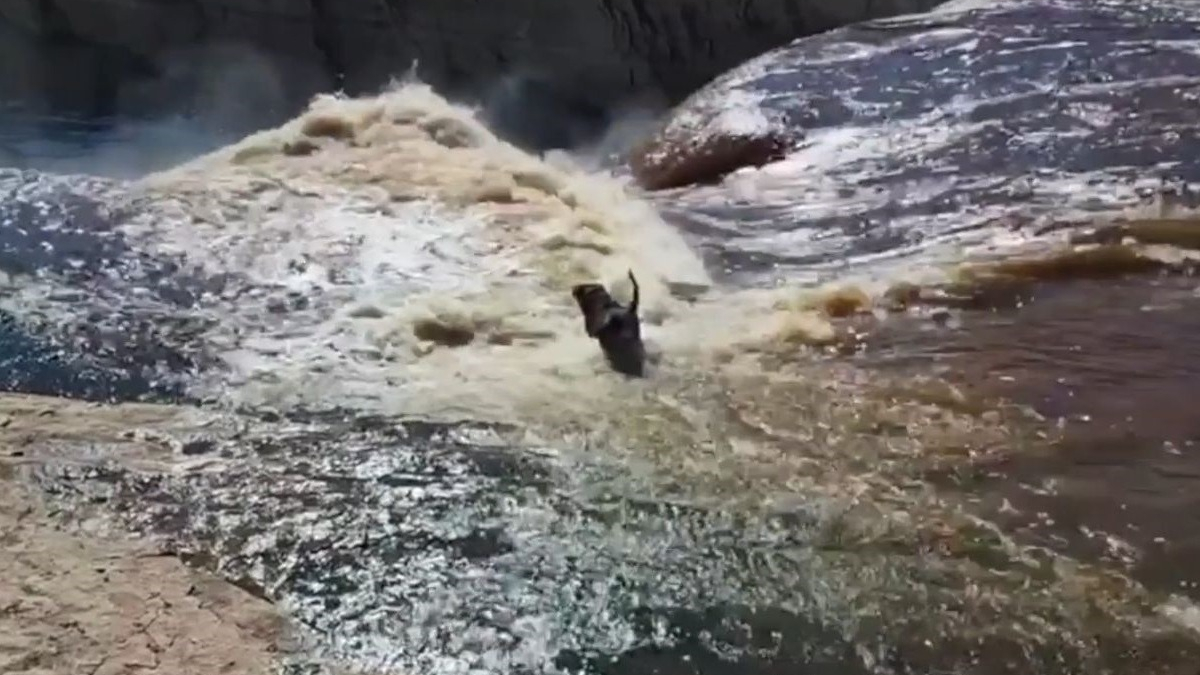 Illustration : "Une opération de sauvetage lancée en urgence pour un chien emporté par une cascade et bloqué au bord d'une rivière"